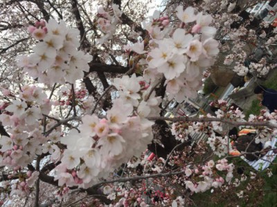 s_201503sakura