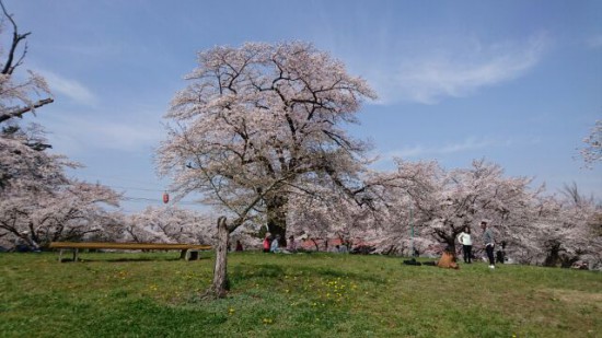 hanami1